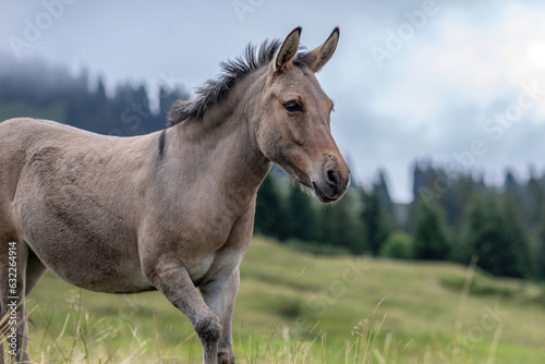 A mule on an alpine mountain pasture in summer at a rainy day outdoors photo