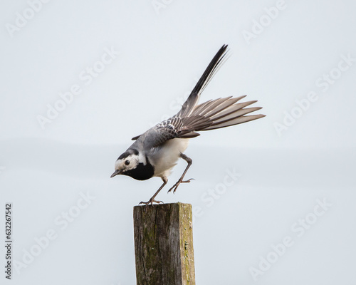Bird Landing