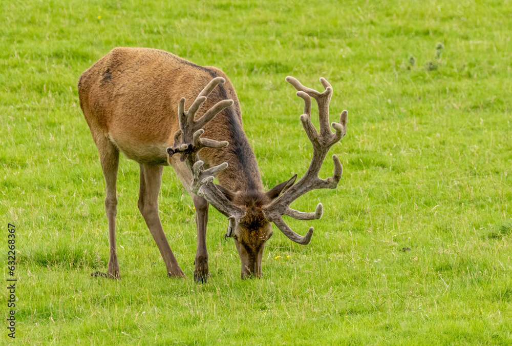 Naklejka premium Red deer stag with large antlers in a field of green grass