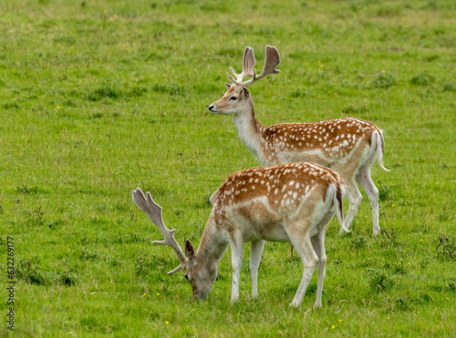 Fallow deer stags with large antlers in a field of green grass