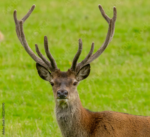 Red deer stag with large antlers in a field of green grass