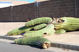 A fallen saguaro damaged by extended extreme summer heat in Pinal County, Arizona