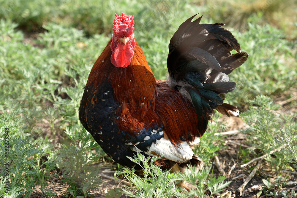 Fototapeta premium Red and black cock on the green grass. A pet rooster in the garden.