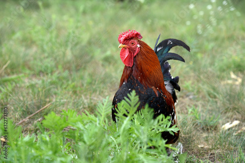 Red and black cock on the green grass. A pet rooster in the garden.