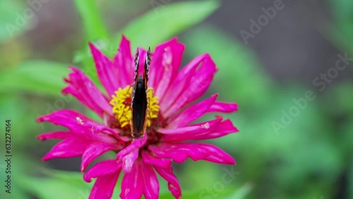 A beautiful butterfly flaps its wings while sitting on a flower in the summer garden. Butterfly insect collects nectra and pollinates plants. photo