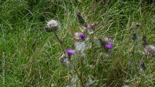 Wild thistle with fluffy like seeds about to fly photo