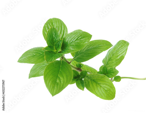 Branch of basil isolated on white background