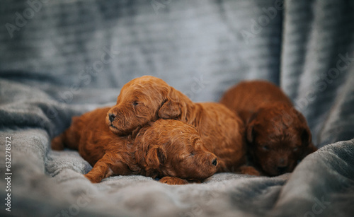 Poodle babies in kennel. Newborn puppies inside.  Dwarf poodle