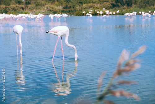 Pink flamingos in the regional park of the Camargue, the largest population of flamingos in Europe. photo