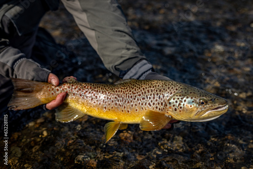 Fototapeta Naklejka Na Ścianę i Meble -  Brown trout from Rio Grande (Tierra del Fuego, Chile, Patagonia)