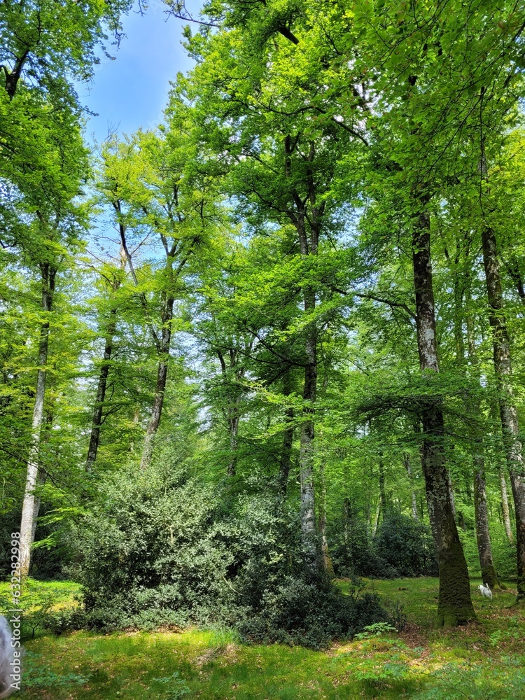 Obraz premium Cerisy