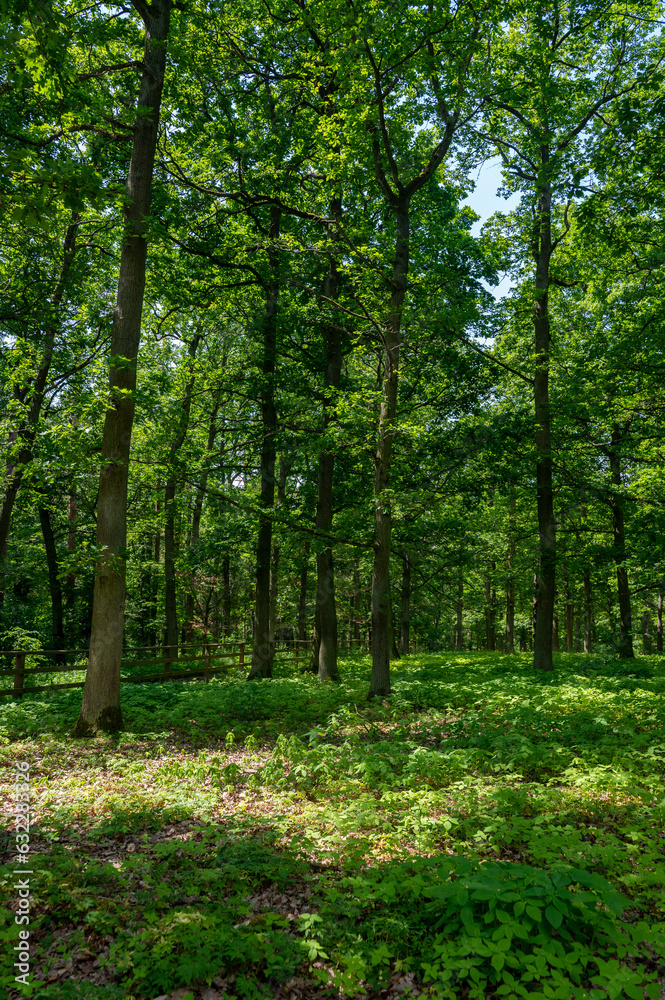 A green forest with many green plants on the ground A green forest with many green plants on the ground