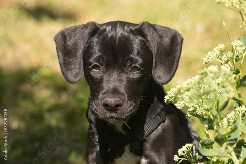 Wallpaper Mural Welpe Apollo Torontodigital.ca