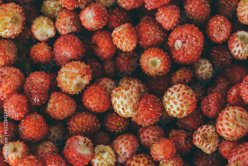 Woodland Strawberry. Heap of ripe red delicious wild berries (Fragaria vesca). Closeup of alpine strawberry. Macro shot.