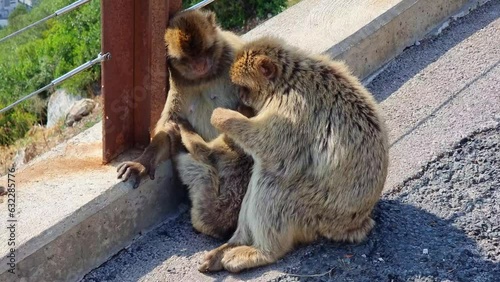 Barbary Macaques monkey on upper rock in Gibraltar Natural Reserve. 