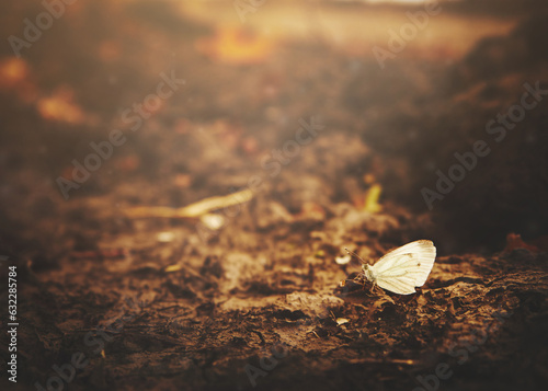 butterfly and swamp