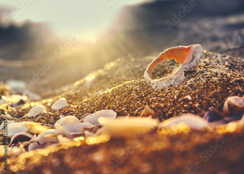 a shell in the sand