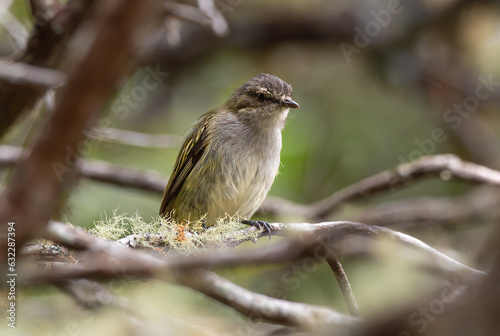 Paltry Tyrannulet, Zimmerius vilissimus, Mosquerito Cejigris, familia TYRANNIDAE photo