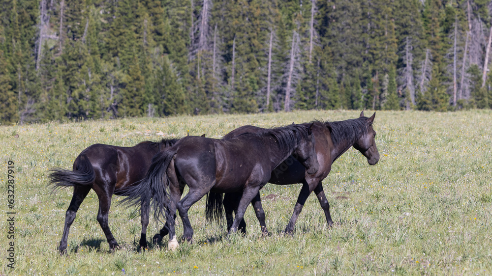 Fototapeta premium Wild Horses in Summer in the Pryor Mountains Montana