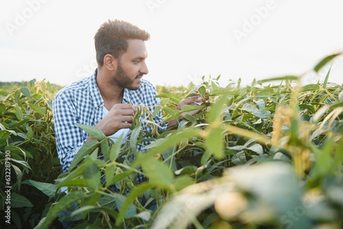 A young handsome Indian agronomist is working in a soybean field and studying the crop. photo