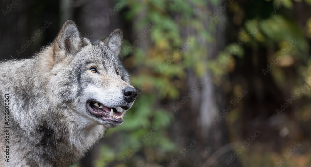 Close-up of a Timber Wolf's Head, Revealing Every Detail.  Wildlife Photography. 