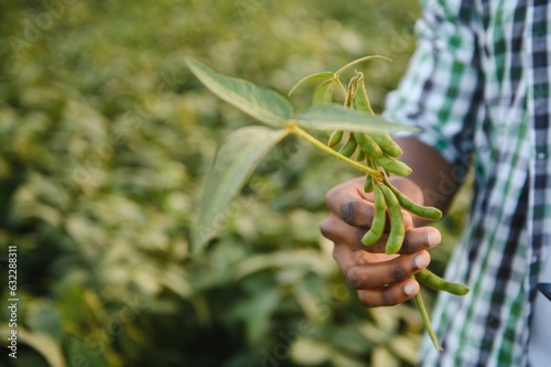 An African agronomist in a soybean field examines the crop.