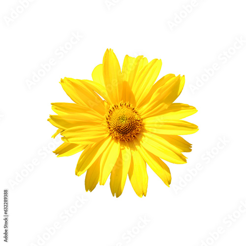 Arnica mountain  close-up. One beautiful yellow flower. Isolated on a white background.