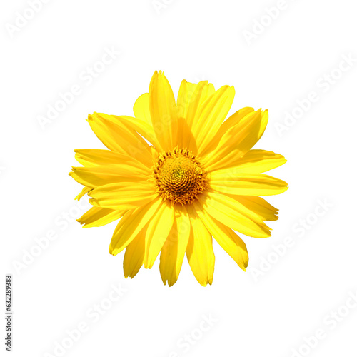 Arnica mountain, close-up. One beautiful yellow flower. Isolated on a white background.