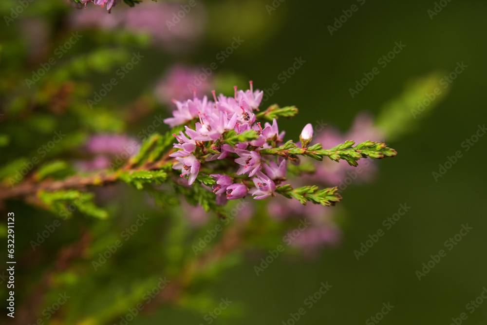 beautiful pink heather on a mountain meadow beautiful pink heather on a mountain meadow