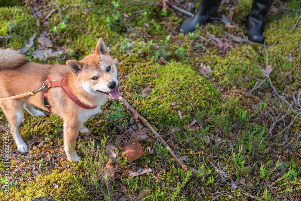 Shiba inu dog is standing on the moss next to porcini mushroom in the forest