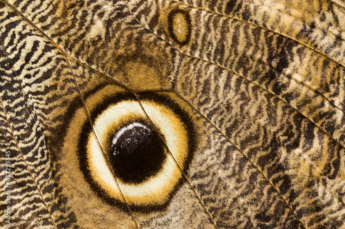 Giant Owl Butterfly Wing photo
