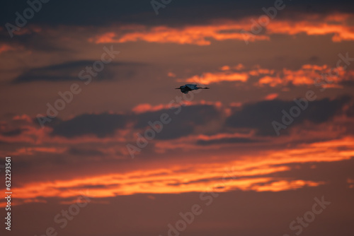soaring heron against the sunset in the clouds