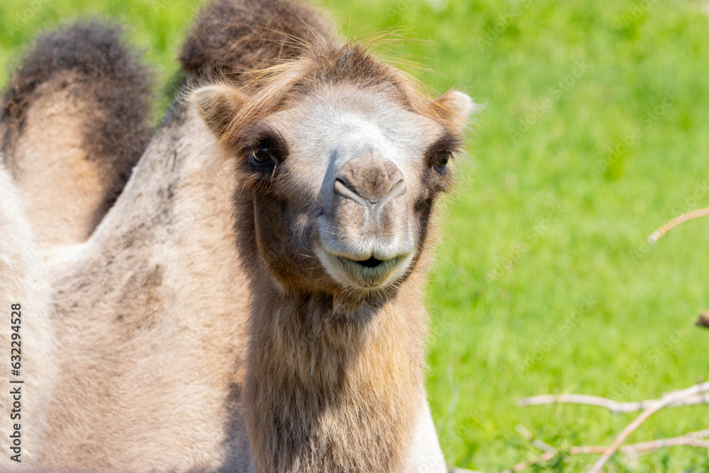 Obraz premium silly camel smiling at camera with green grass background