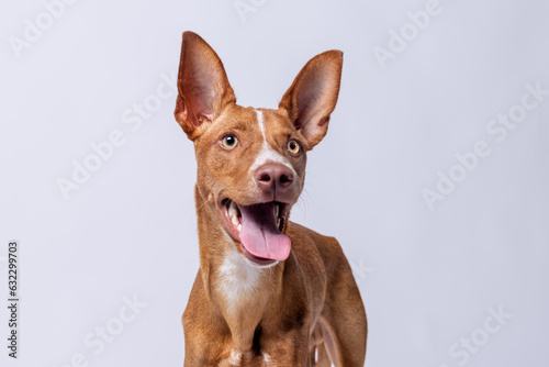 Fotografía de perro podenco marrón y blanco sonriendo. photo