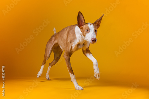 Fotografía de perro podenco marrón y blanco corriendo. photo