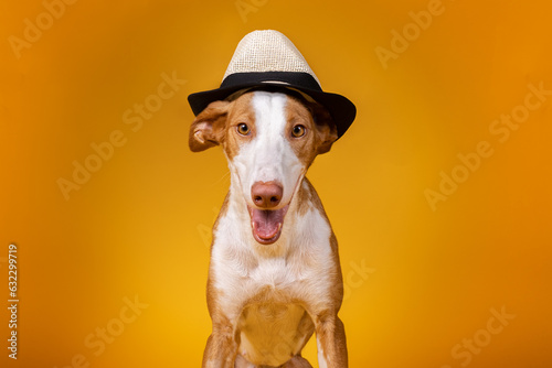 Fotografía de perros podencos marrón y blanco. Perro con gorro en la cabeza. © Selgara