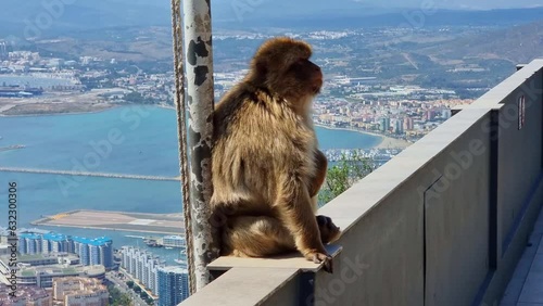 Barbary Macaques monkey on upper rock in Gibraltar Natural Reserve. 