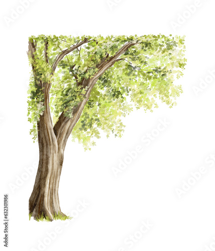 Watercolor tree with green leaves and branches isolated on white background. Hand drawn illustration sketch