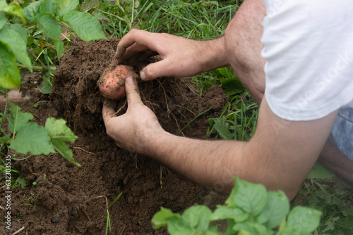 Male hands are gathering potatoes in the garden. Green leaves of potato plant.