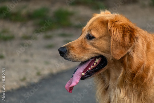 side profile of a golden retriever with his tongue out 