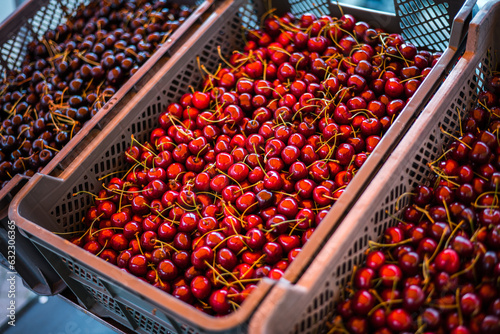 Fresh, beautiful, red, organic and delicious local farmers market cherries in a box on shelves ready for customers.
