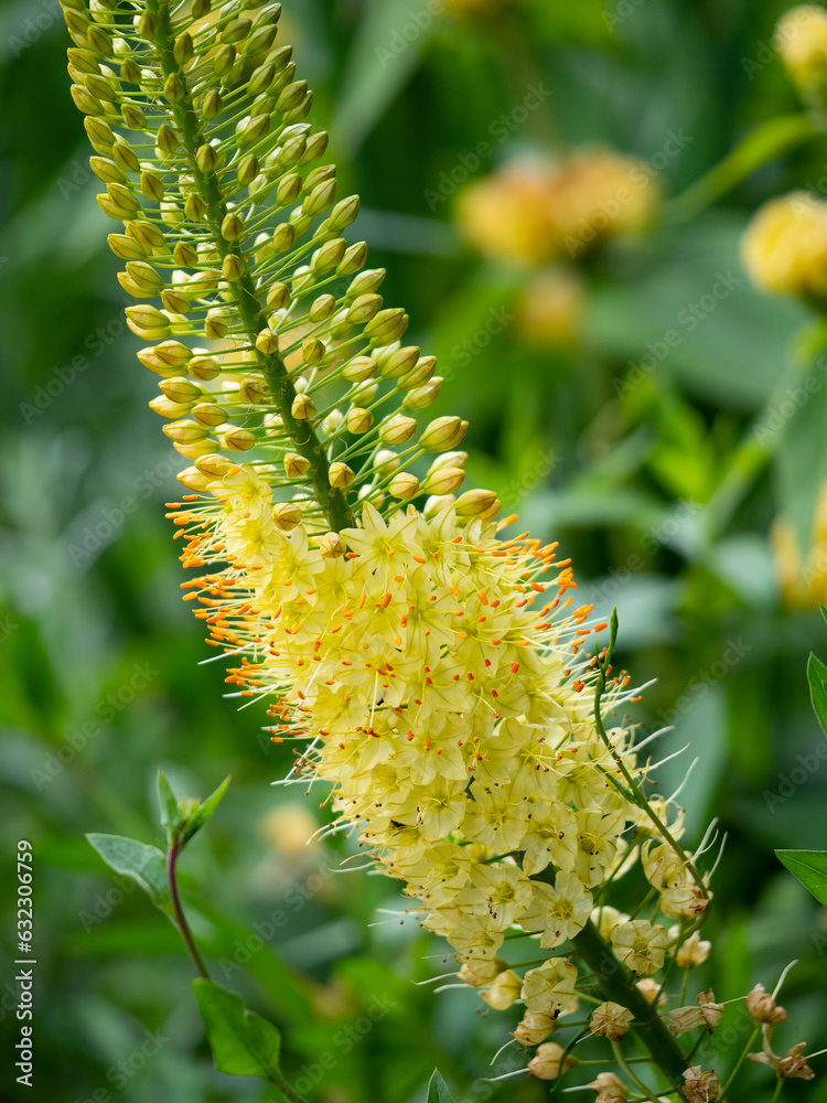 Naklejka premium Eremurus stenophyllus (foxtail lilies or desert candles) yellow flowering plant in flower garden
