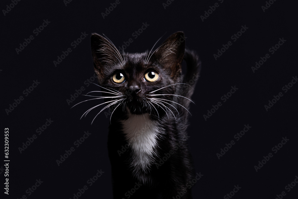 gato negro sobre fondo negro con los ojos verdes y calcetines blancos. gato negro sobre fondo negro con los ojos verdes y calcetines blancos.