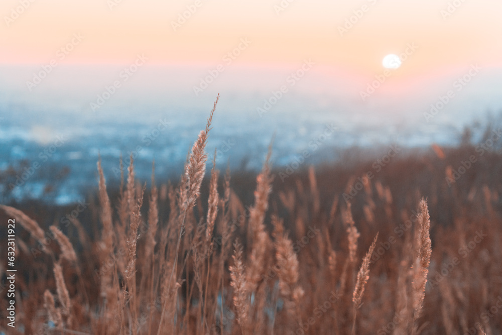 Blades of grass against the sky during sunset. Blades of grass against the sky during sunset.