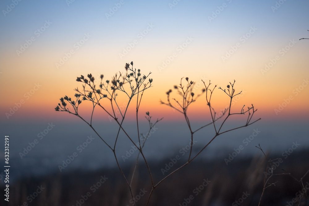 Obraz premium Silhouette of a branched blade of grass against the background of the twilight sky. Bicolor sky and silhouette of a blade of grass.