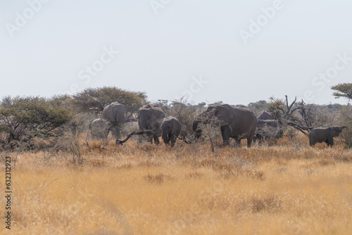 A herd of African Elephant -Loxodonta Africana- is grazing on the plains of Etosha National Park  Namibia.