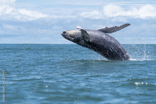 Ballena jorobada saltando. Costa Rica. Pacífico. Joven ballena jorobada. photo