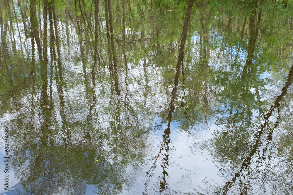 tree reflection in the water in the spring