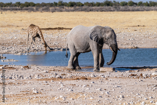 Fototapeta Naklejka Na Ścianę i Meble -  Telephoto shot of one giant African Elephant -Loxodonta Africana- an one Angolean Giraffe - Giraffa giraffa angolensis- walking near a waterhole in Etosha National Park, Namibia.