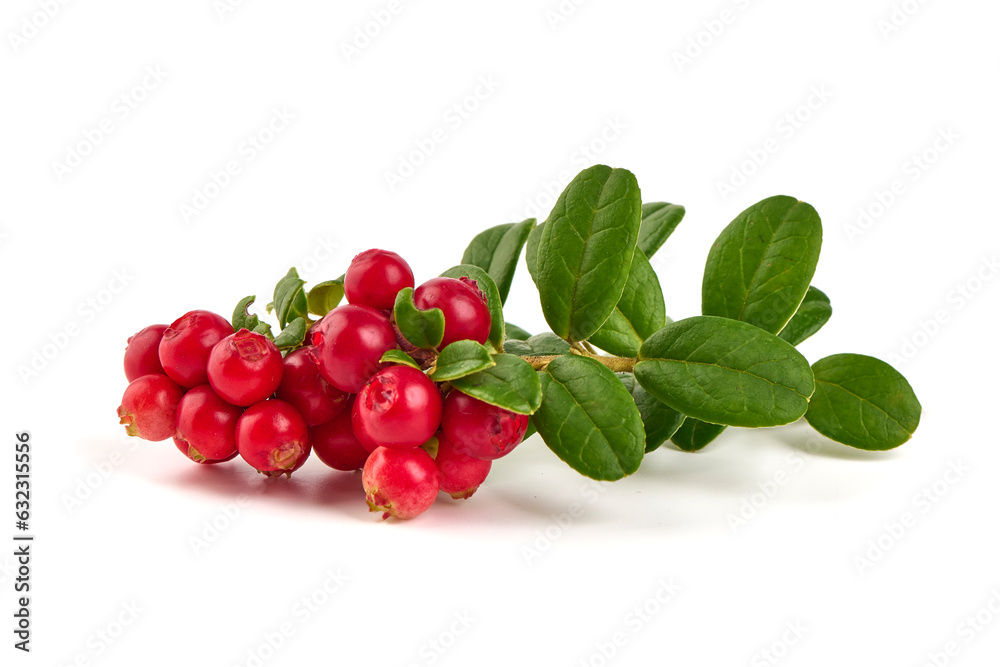 Lingonberry with leaves, isolated on white background. Lingonberry with leaves, isolated on white background.